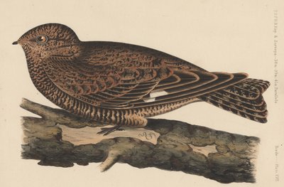 Birds, Plate XVII by American School